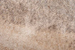 Mart Visser Vloerkleed Brush Ovaal 200x290cm Beige
