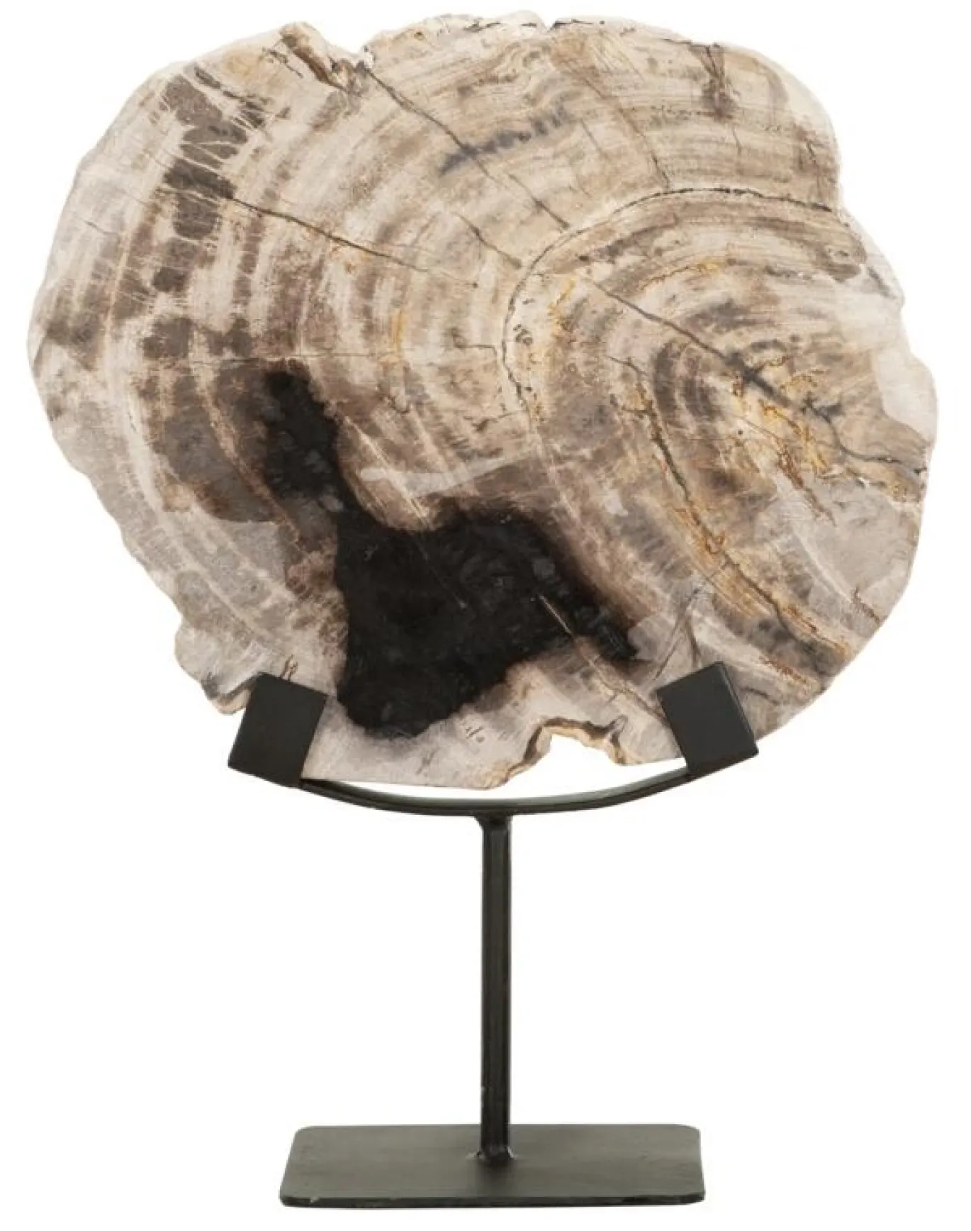 Must Living Deco Object Fossil Versteend Hout 33cm