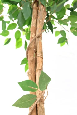 PrettyPlants Kunst Ficus 150cm