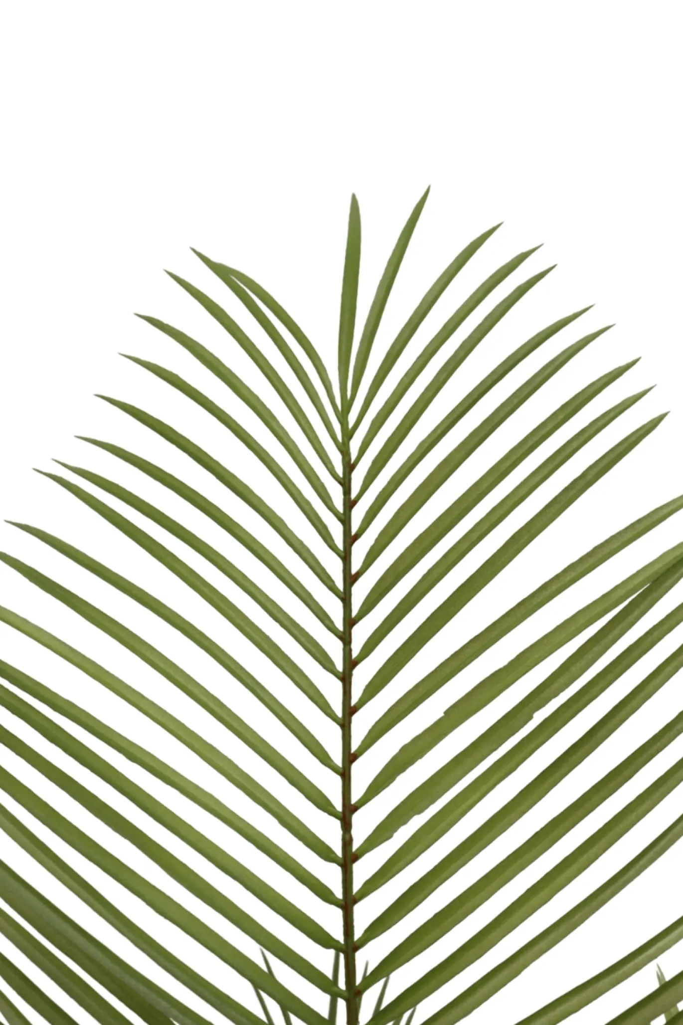 PrettyPlants Kunstpalm Jerom 150cm