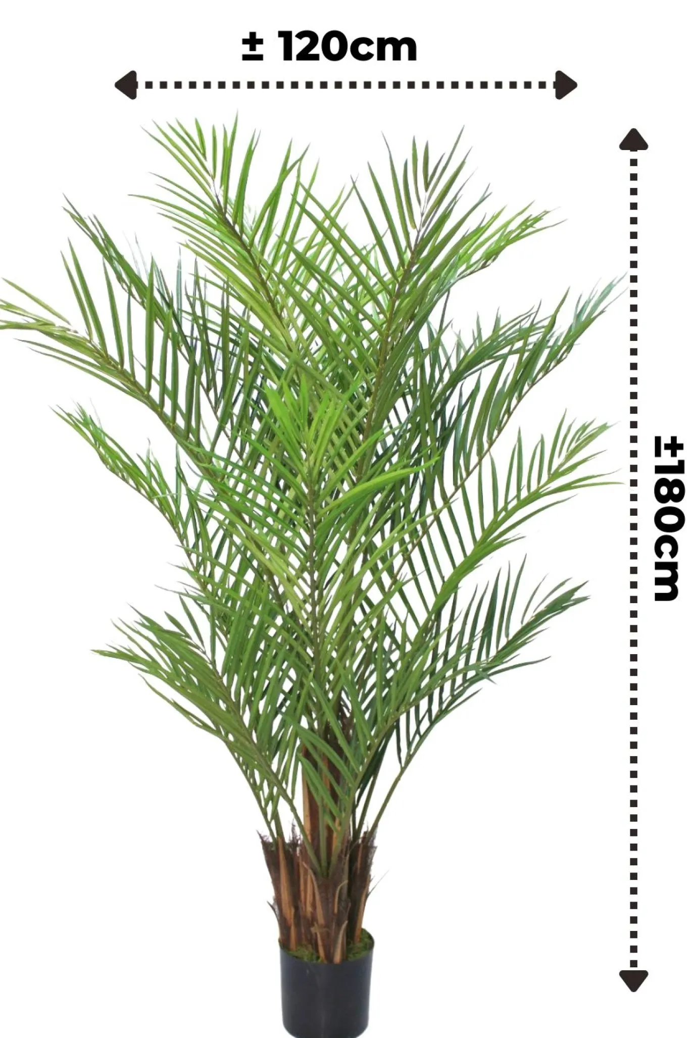 PrettyPlants Kunstpalm Lambik 180cm