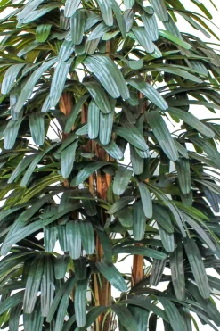 PrettyPlants Kunstpalm Raphis 180cm