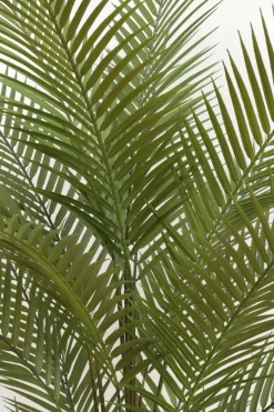 PrettyPlants Kunstpalm Suske 150cm