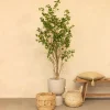 PrettyPlants Kunstplant Ficus 180cm