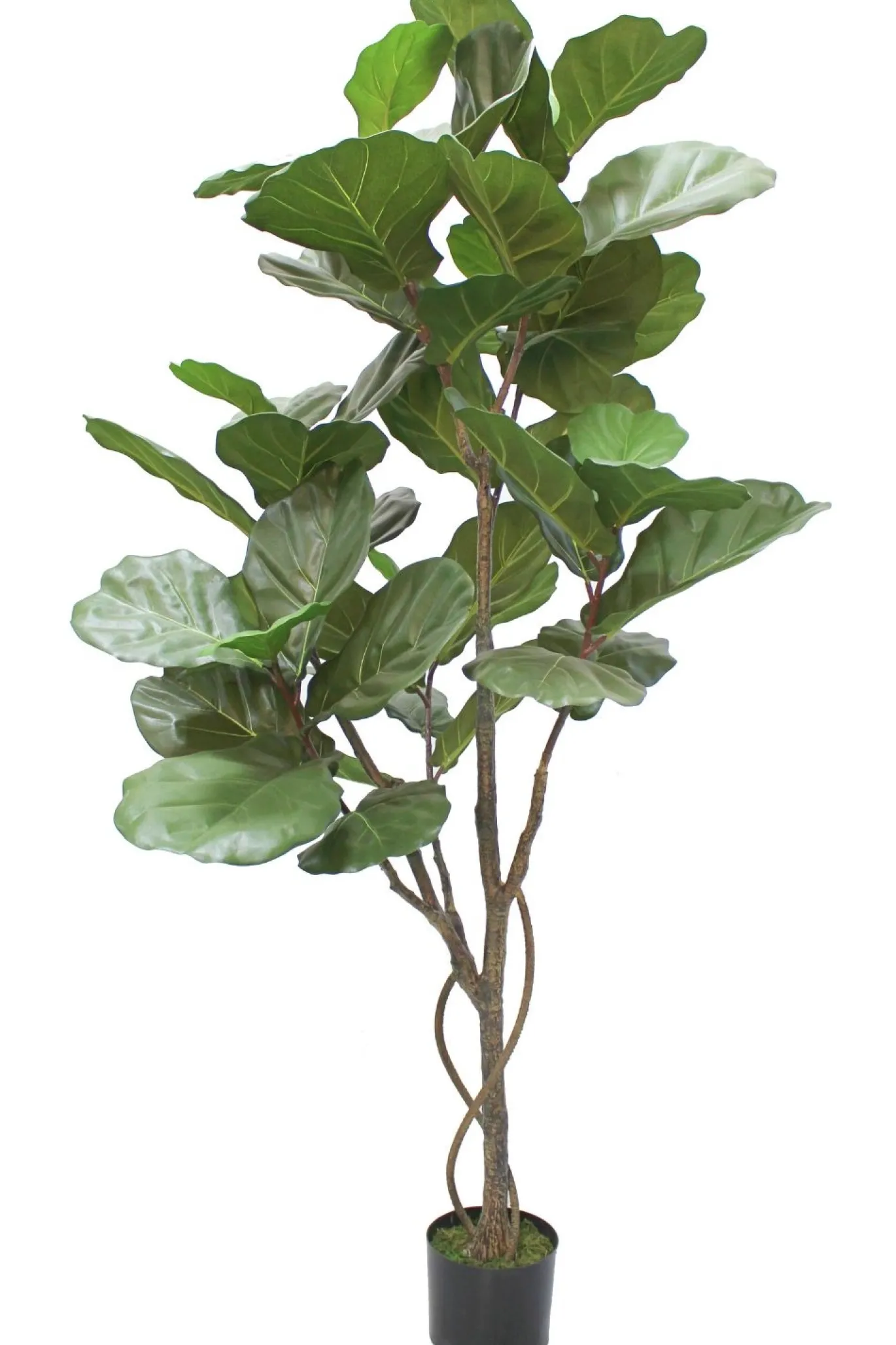 PrettyPlants Kunstplant Ficus Lyrata 180cm