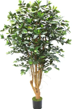 PrettyPlants Kunstplant Ficus Phineas 180cm