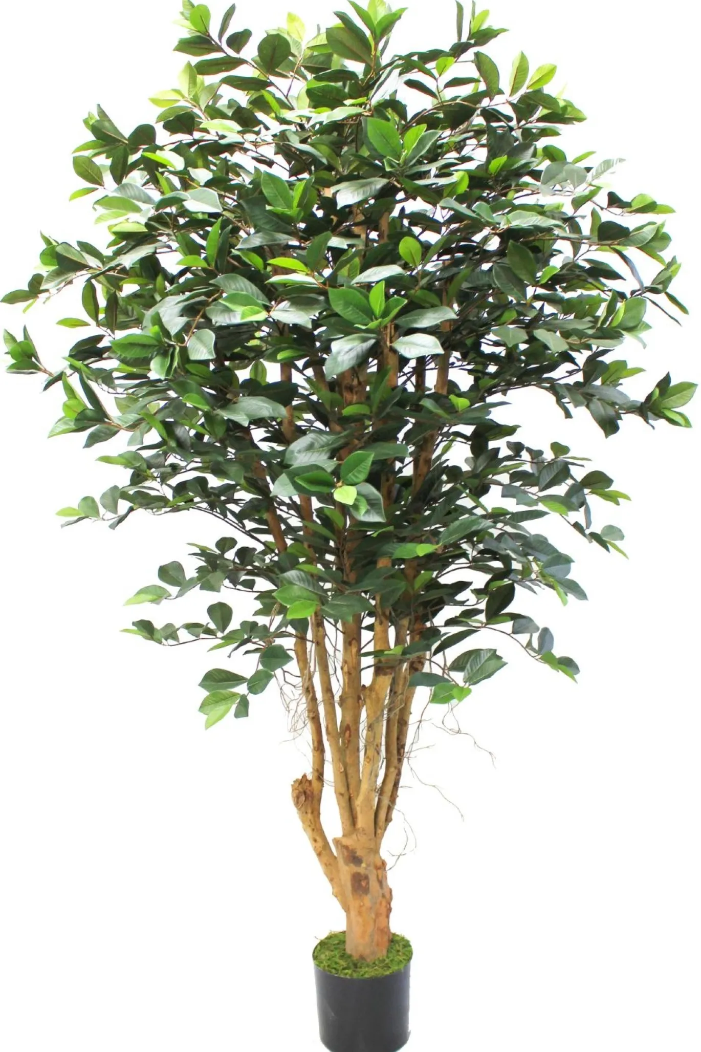 PrettyPlants Kunstplant Ficus Phineas 180cm
