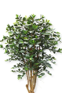 PrettyPlants Kunstplant Ficus Phineas 180cm