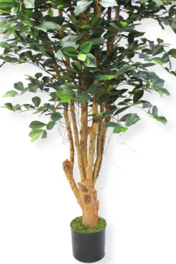 PrettyPlants Kunstplant Ficus Phineas 180cm
