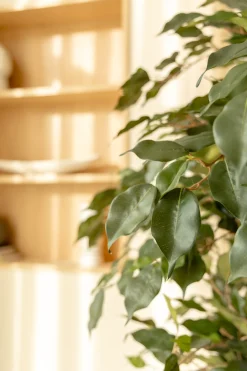 PrettyPlants Kunstplant Ficus Liana 180cm