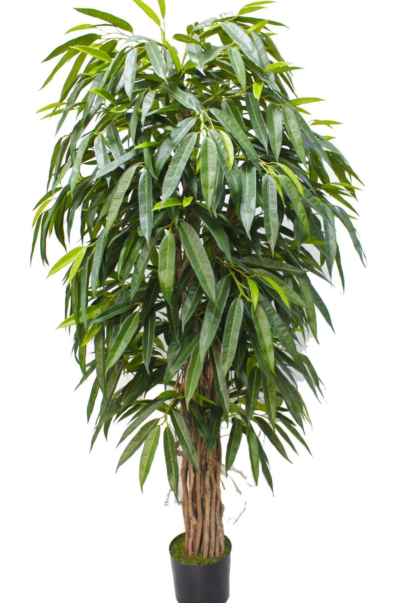 PrettyPlants Kunstplant Longifolia 180cm