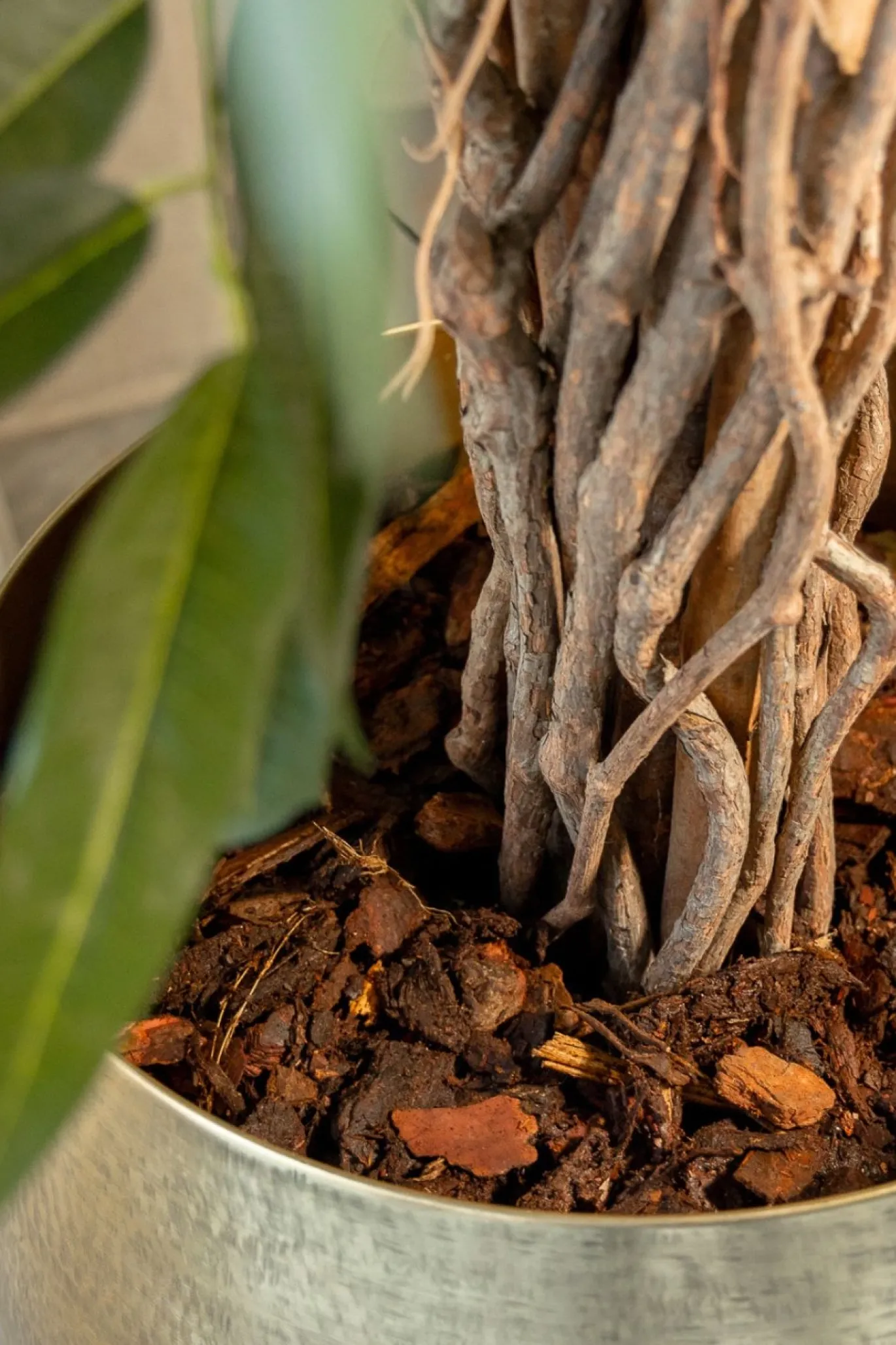 PrettyPlants Kunstplant Longifolia 180cm
