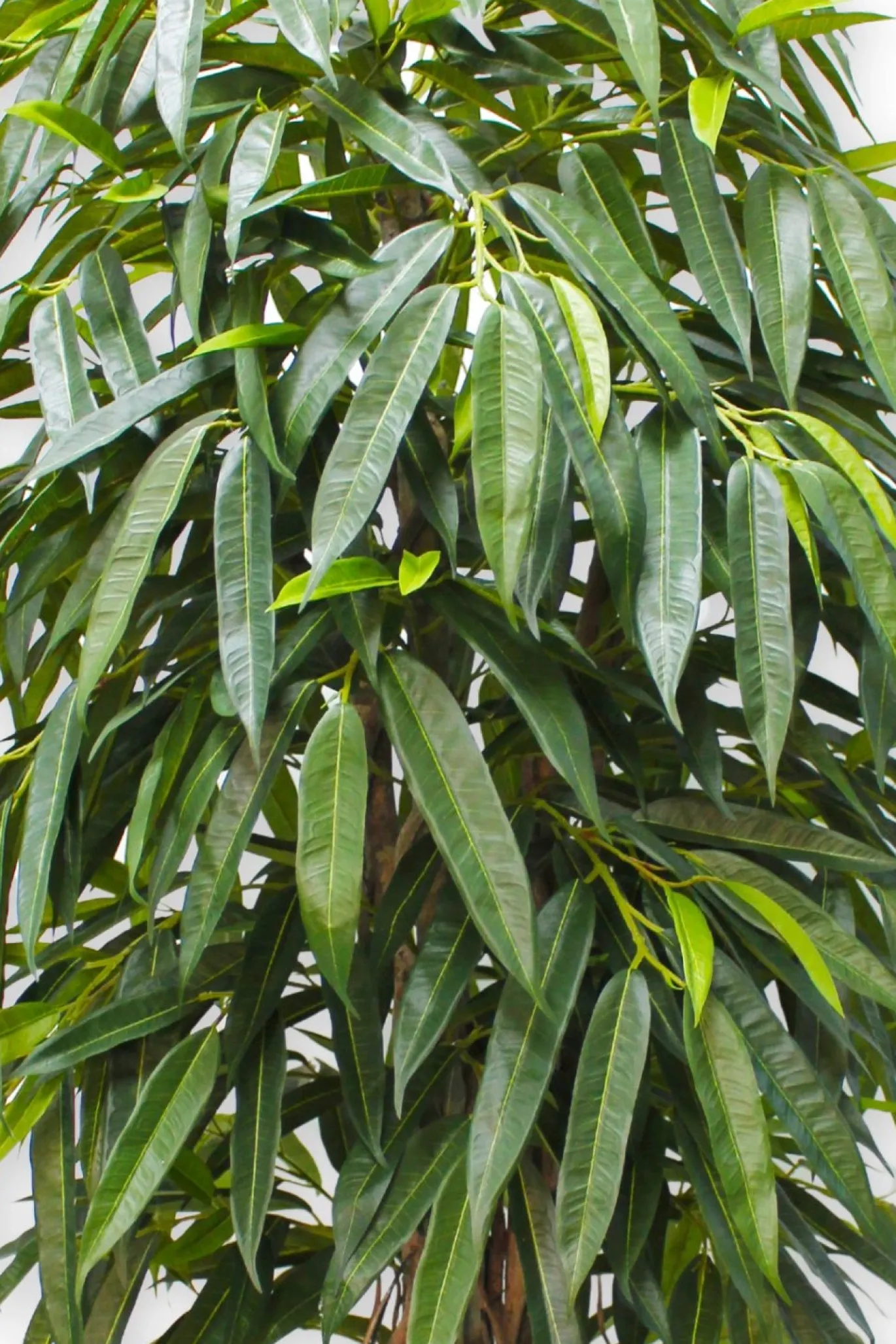 PrettyPlants Kunstplant Longifolia 180cm