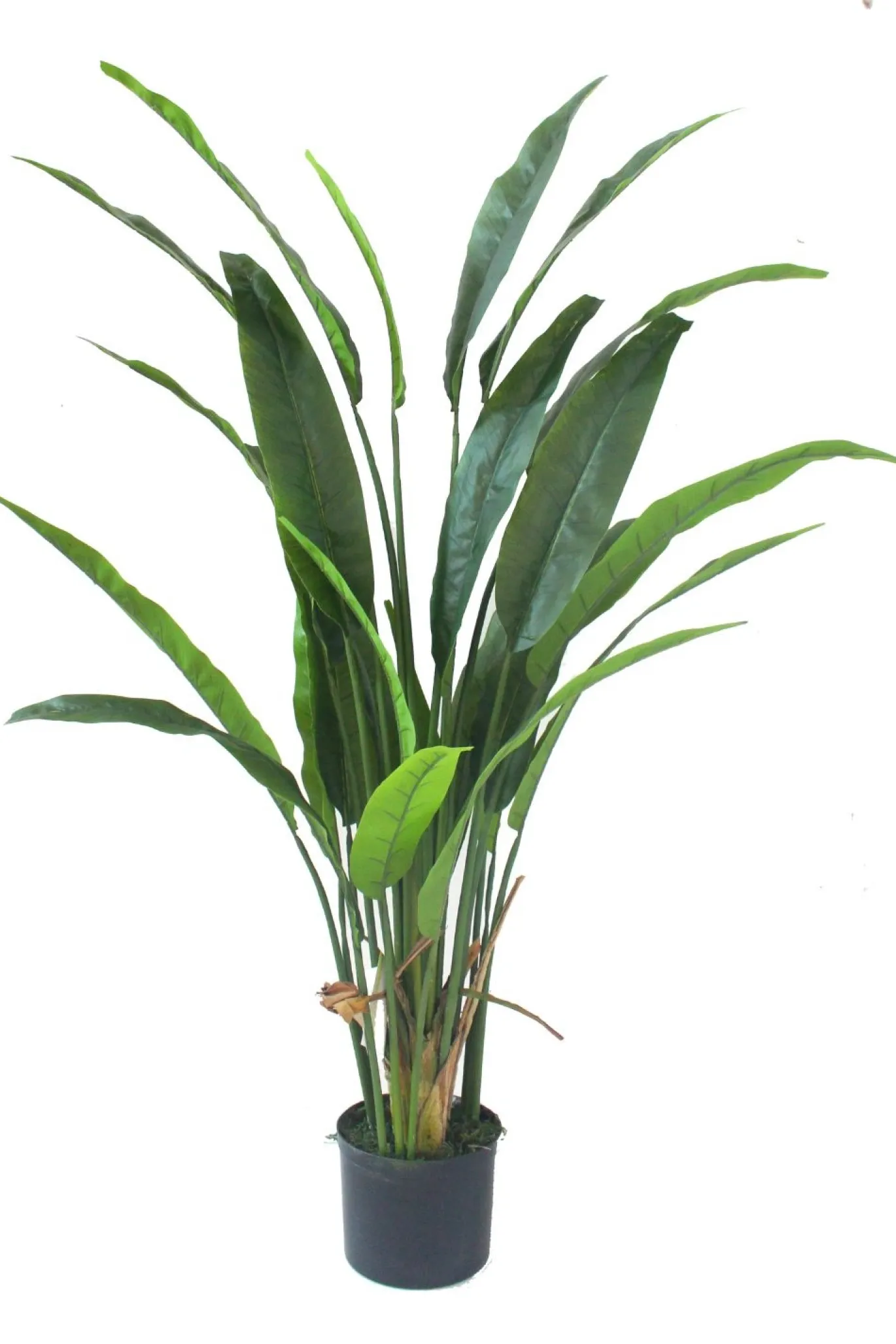 PrettyPlants Kunstplant Strelitzia Nico 160cm