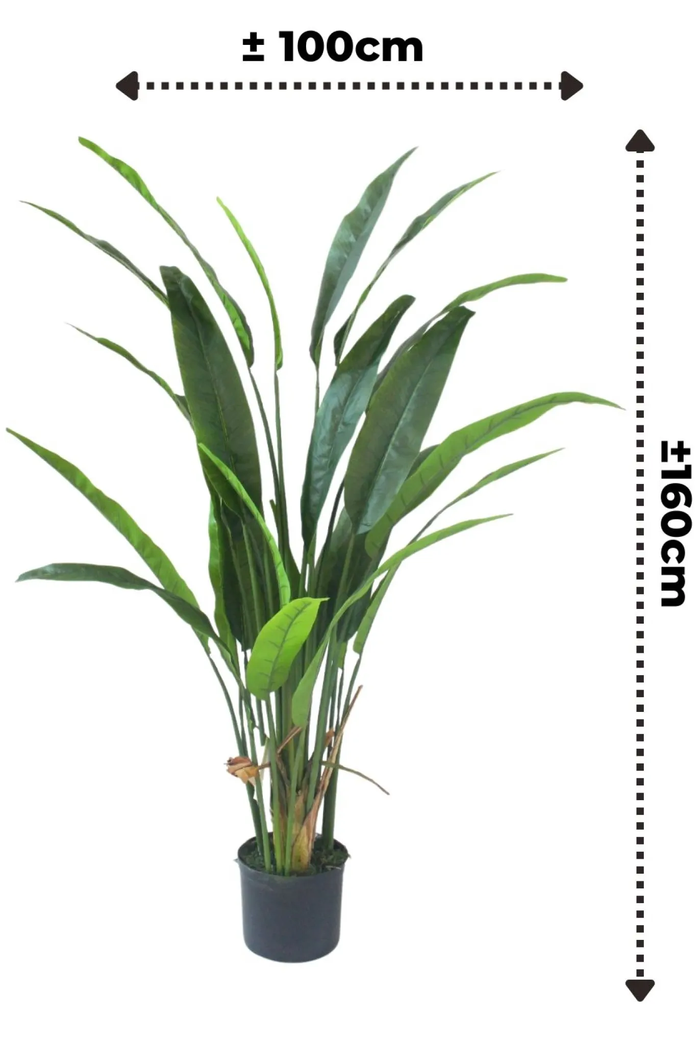 PrettyPlants Kunstplant Strelitzia Nico 160cm
