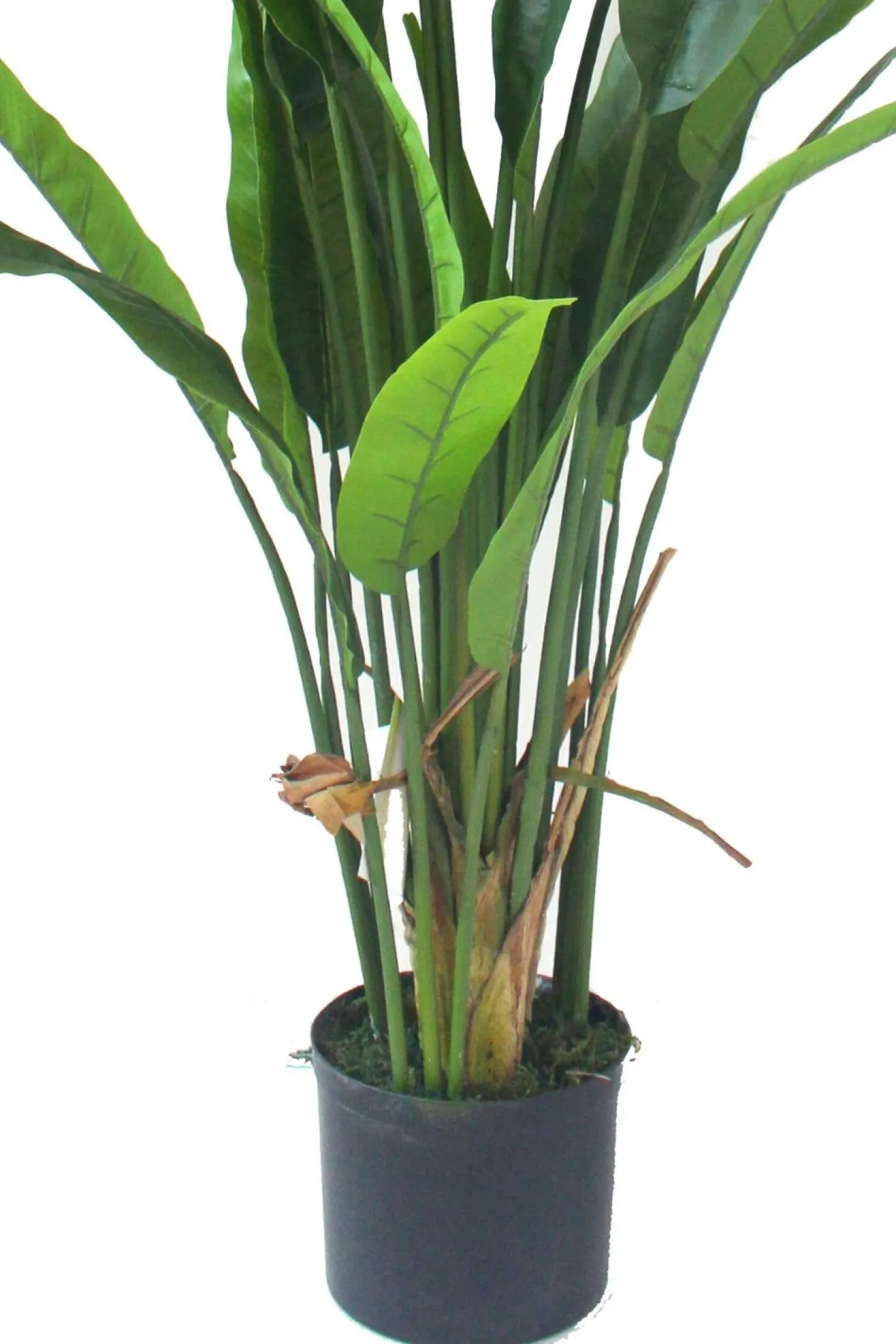 PrettyPlants Kunstplant Strelitzia Nico 160cm