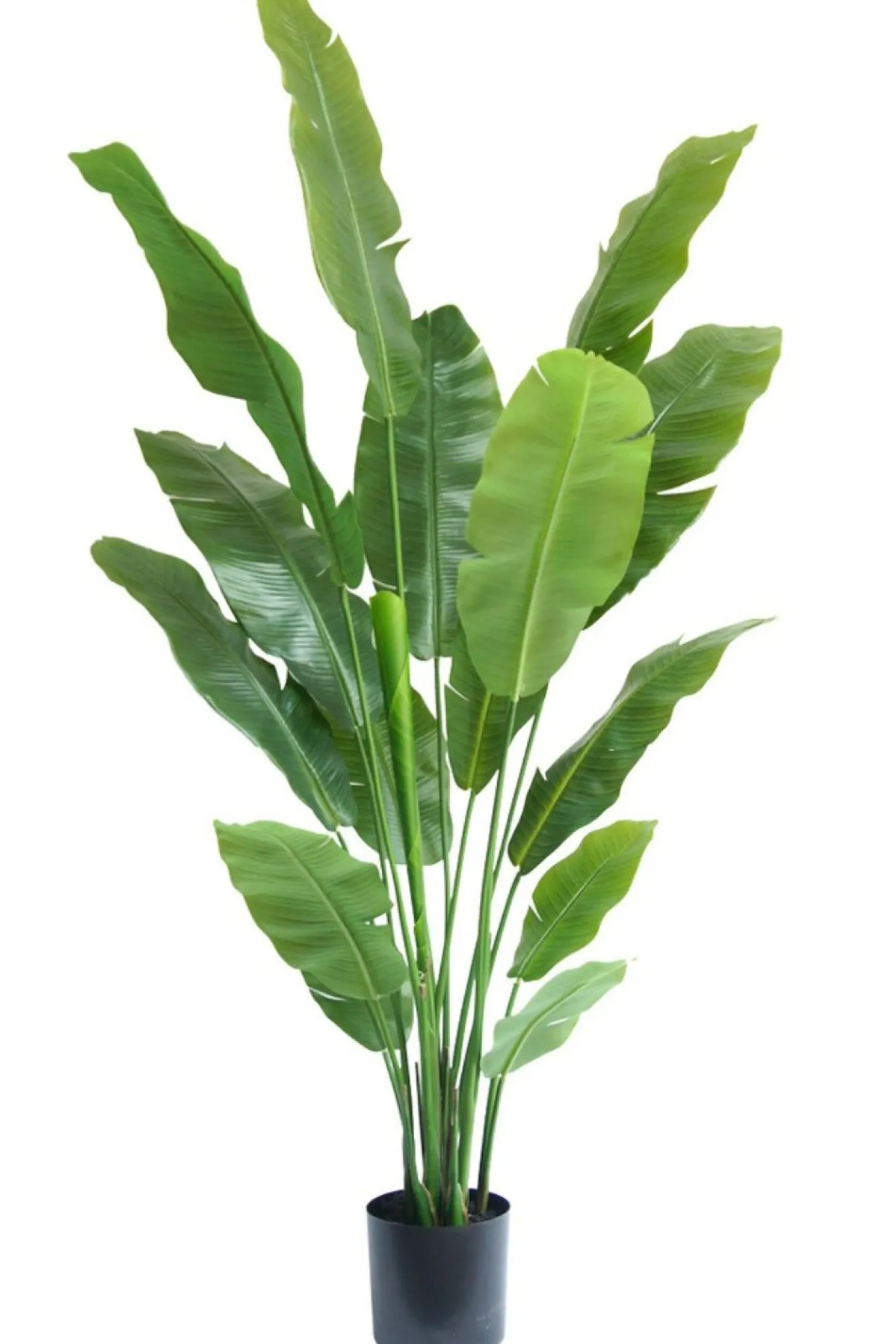 PrettyPlants Kunstplant Strelitzia Joyce 180cm