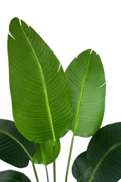 PrettyPlants Kunstplant Strelitzia Mitchel 120cm