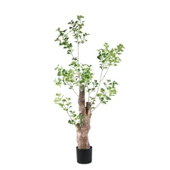 PTMD Kunstplant Triangularis 180cm
